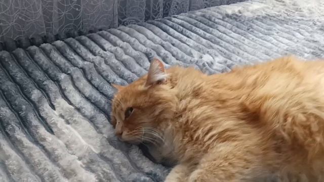 Снова котик Оксаны