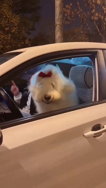 Трек прокачал собаку)