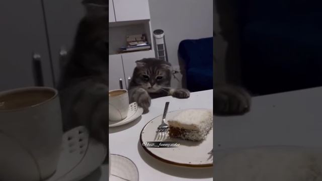 ХихиЧпок Юмор