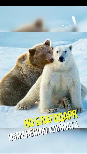 БЕЛО-БУРЫЙ