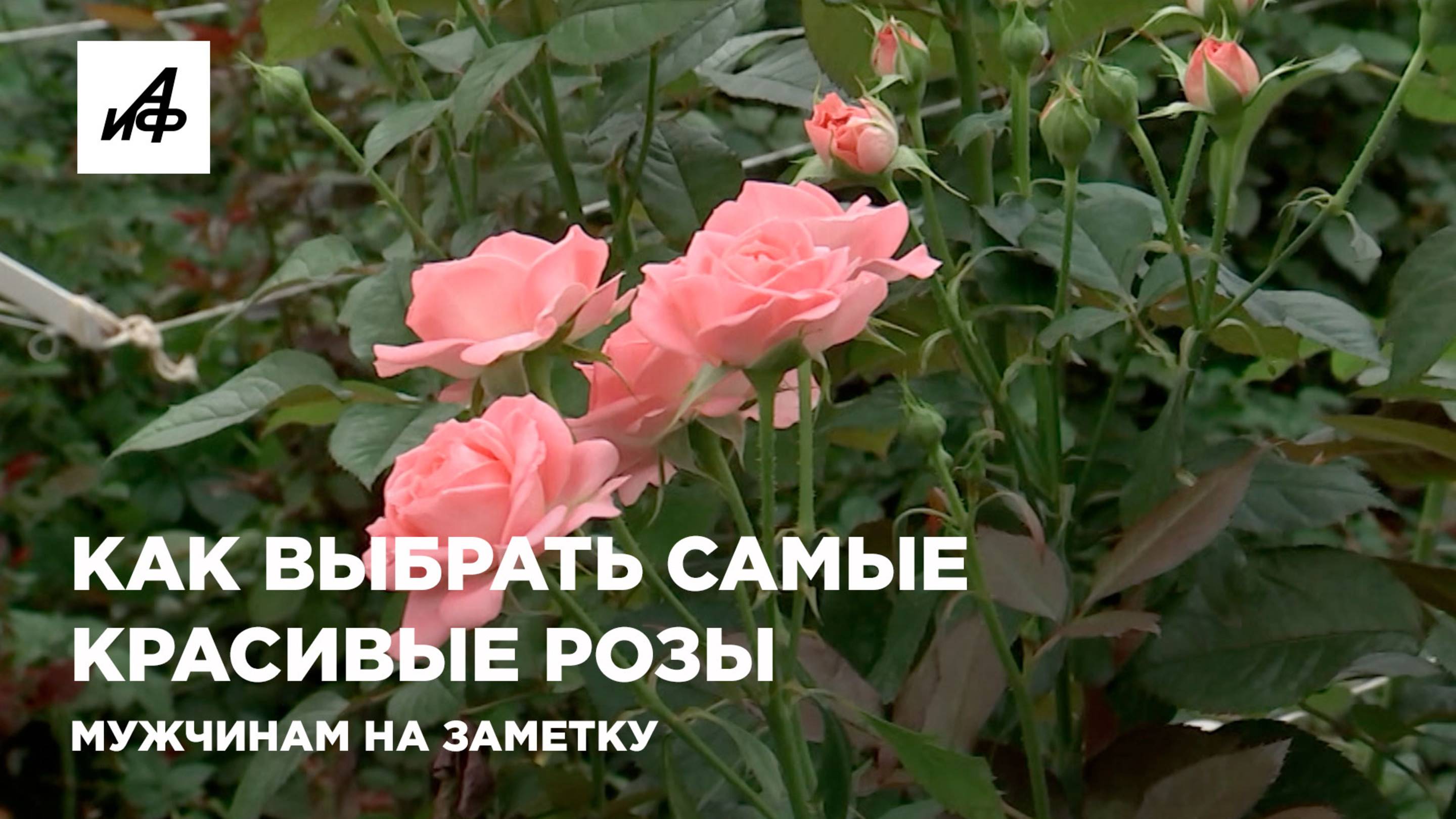 Как выбрать самые красивые розы. Мужчинам на заметку