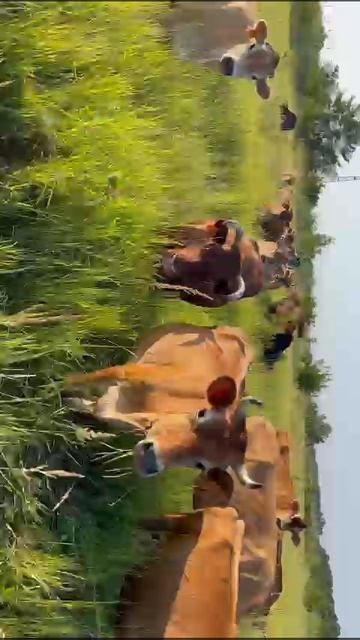 Джерси на пастбище