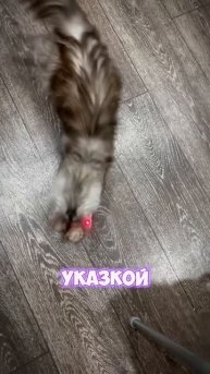 ЭТО НЕ УНИЧТОЖИТ ТВОЕГО КОТА! МИФ #cats #top