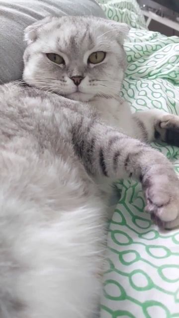 #шерри #милота #cats #котики #прикол #шортс #мимишность #красота #котикиправятмиром #shorts #лень