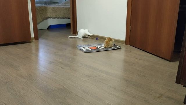 Весёлые котята