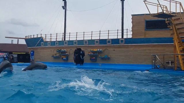 Приветствие Морского Льва