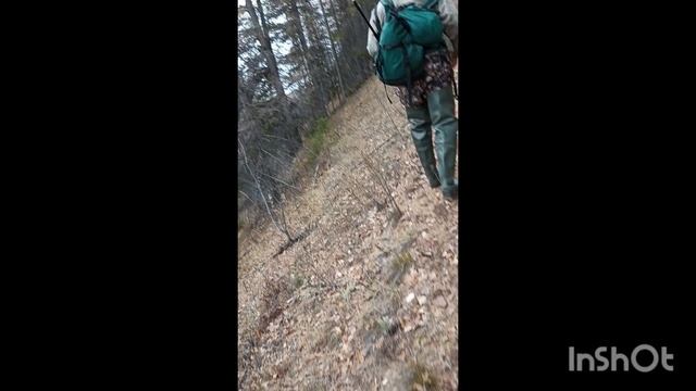 Засидка на изюбря