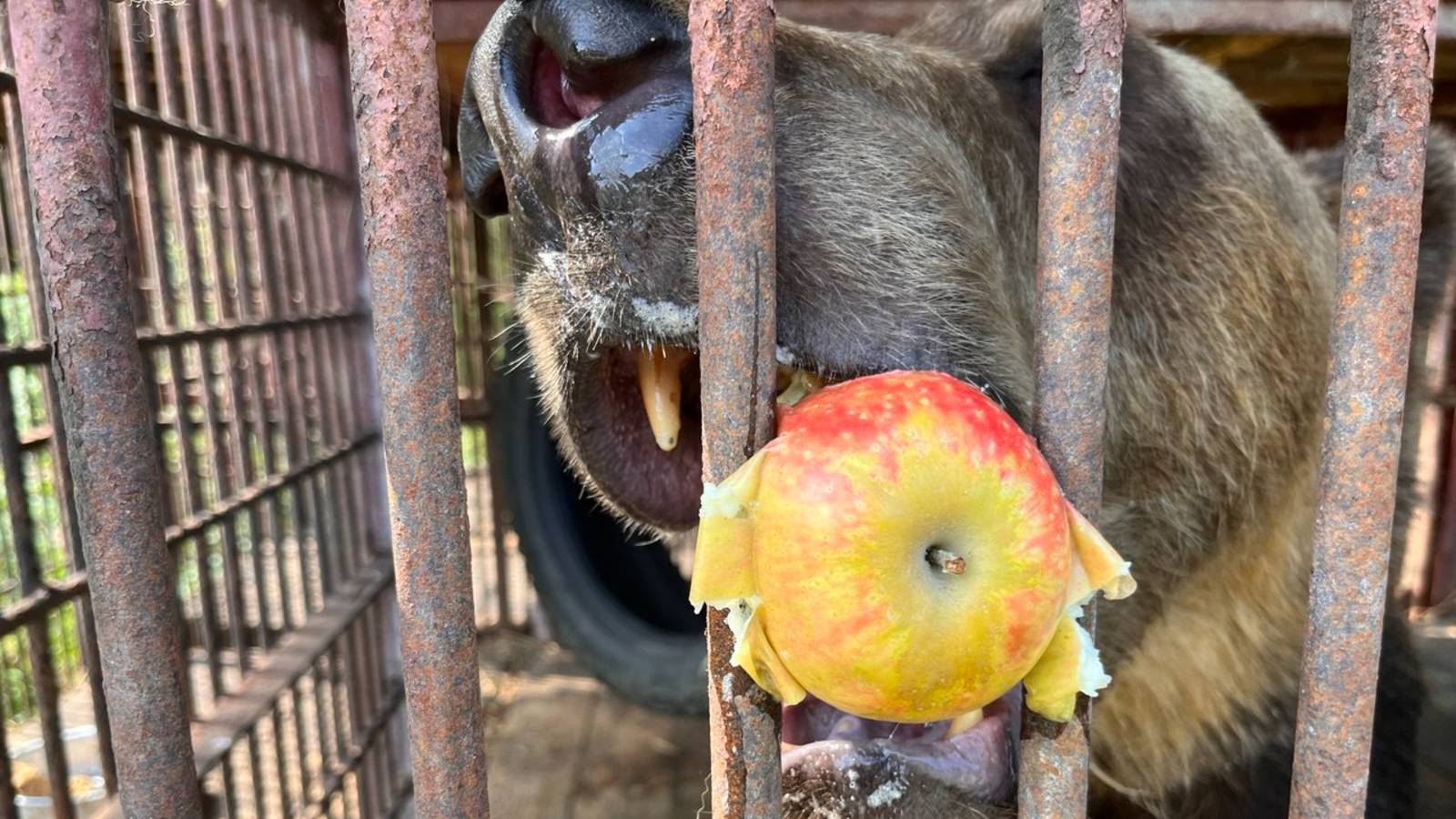 "Наш Сочи" выпуск 74