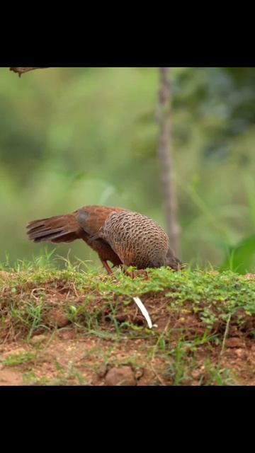 Red Spurfowl