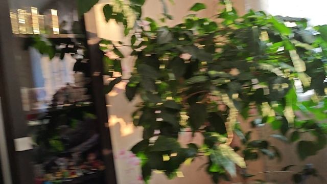 экскурсия по дому