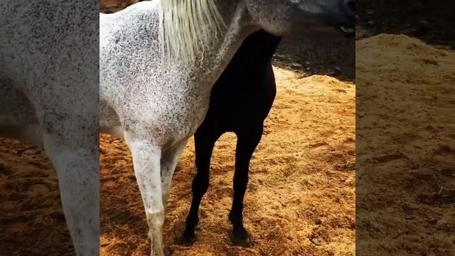 horse funny