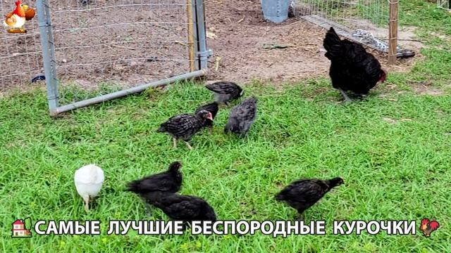 Курочки селяночки лучшие беспородные несушки 🥚 (10)