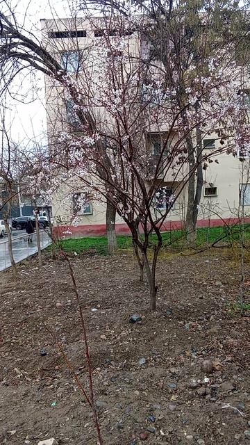в Ташкенте расцвело дерево 🥰