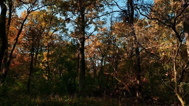 Съемки густого леса. Сказочное место природы. Природная релаксация от созерцания.