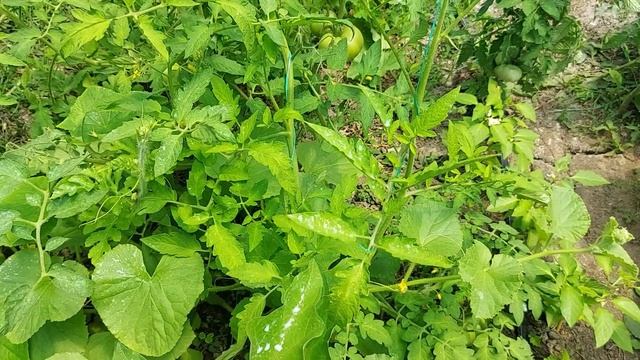 Cum se foloseste laptele in gradina de legume ?