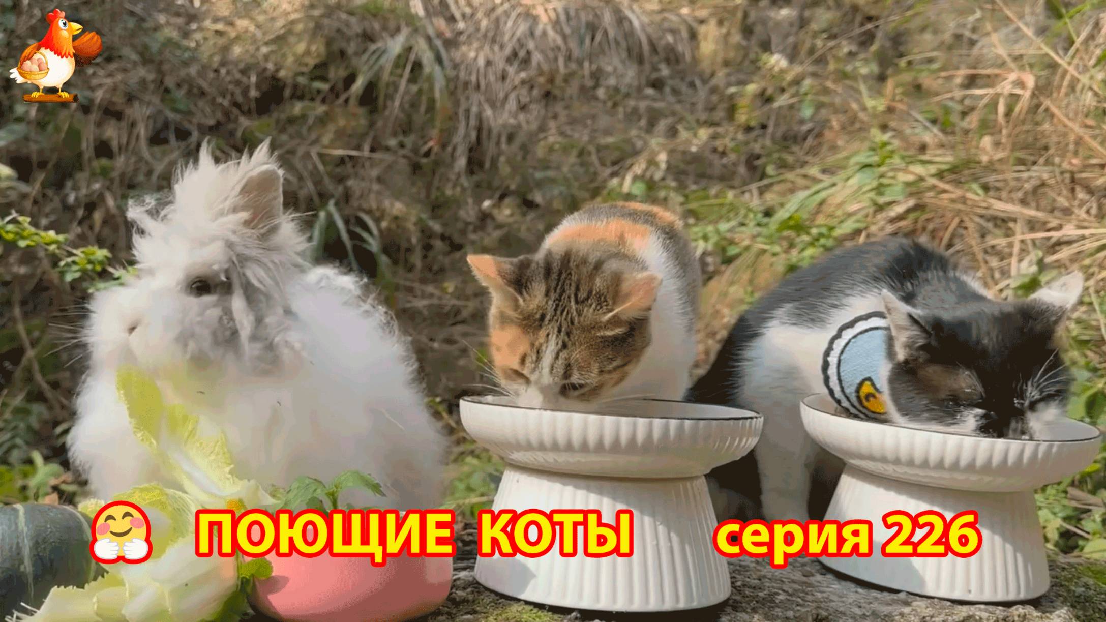 Крутые коты у птичьего двора серия (226) 🐈🐈😹 Природа Абхазии и подворье с птицами и животными ❣