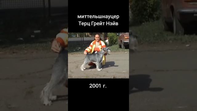 Миттельшнауцер Терц Грейт Нэйв. 2001 год