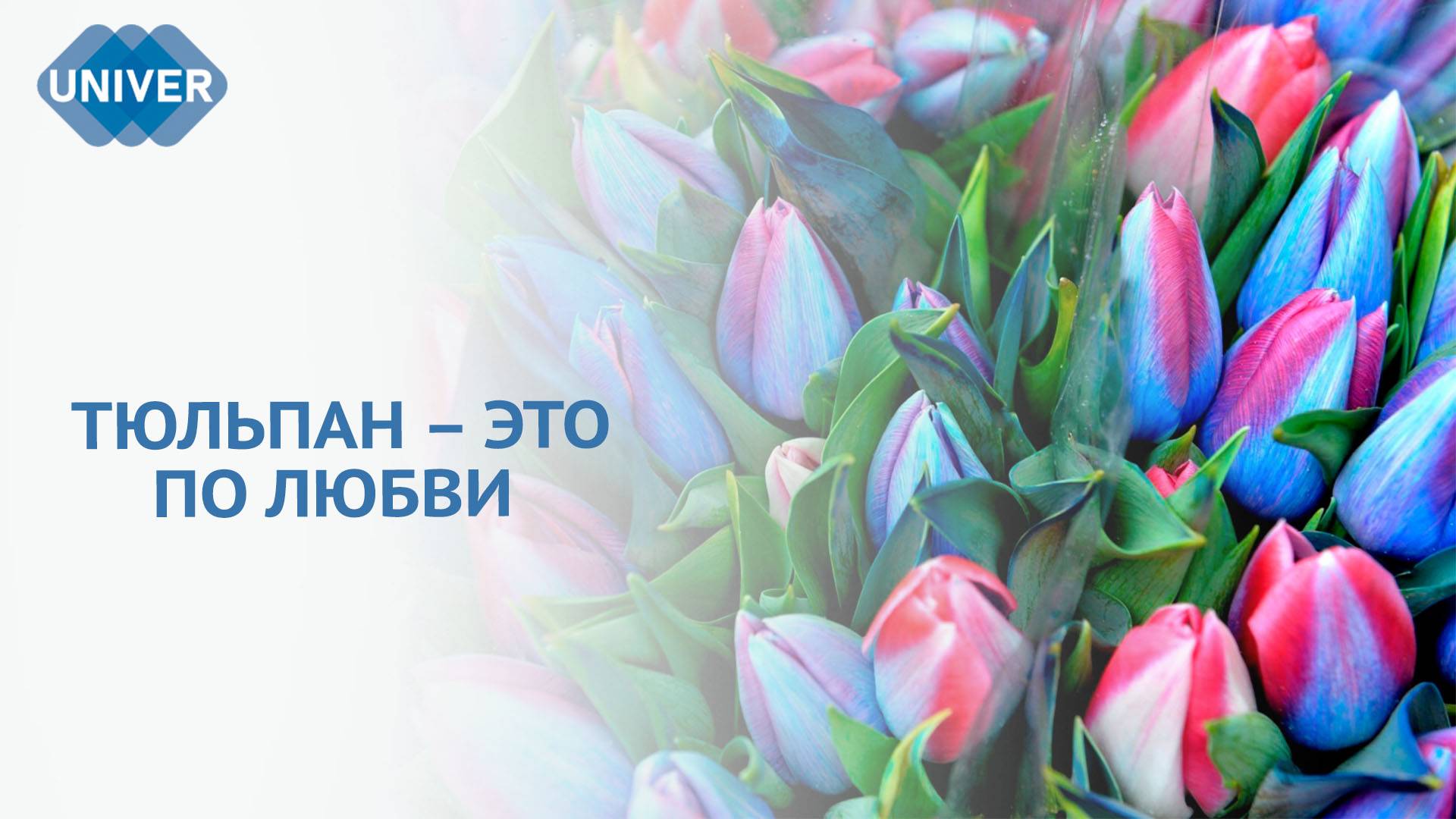 ПОЧЕМУ ТЮЛЬПАНЫ СТАЛИ СИМВОЛОМ МЕЖДУНАРОДНОГО ЖЕНСКОГО ДНЯ?