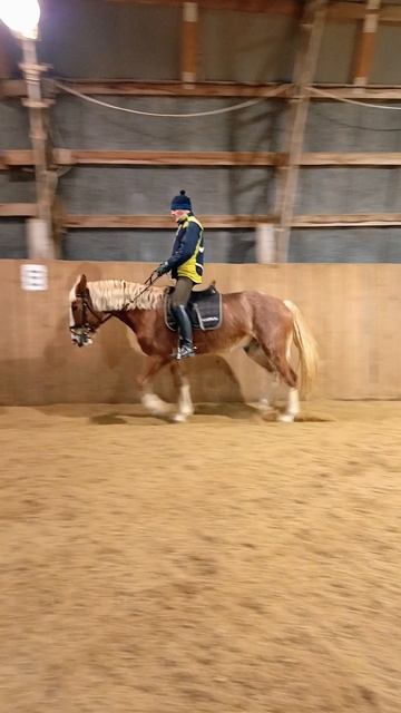 Разминочная рысь Алексея на Каспере. #horse #каспер #ксккаспер #kskcasper