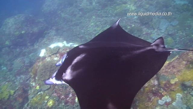 Liquid Media's Underwater Love - HD Video Diving in Asia.