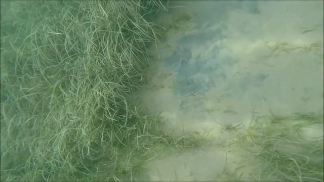 Подводная охота на морских рыб