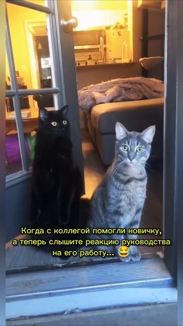 Смешные животные!)
