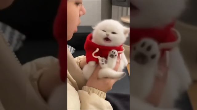 Кто сказал что коты только весной орут