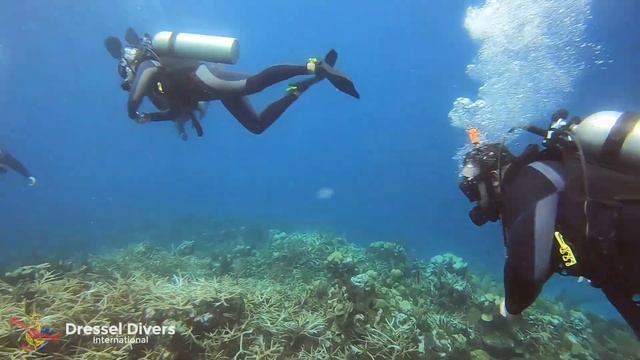 Scuba diving - MONTEGO BAY - October - (Jamaica) - Dressel Divers - Dive Center