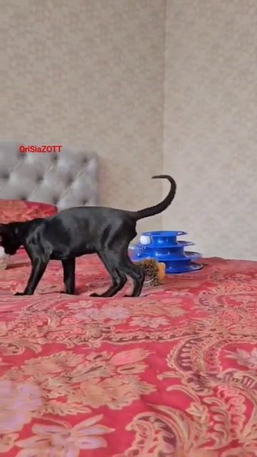 питомник Ориентальных и Сиамских кошек OriSiaZOTT #orisiazott_cattery
