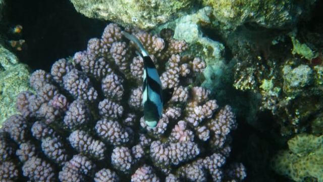 Snoorkling in red sea, Aqaba (JORDAN)