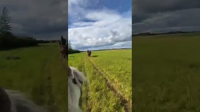 Прокат на гнедых