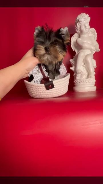 VID-20250307-WA0000.mp4
