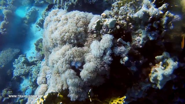 Scuba Diving In The Red Sea - Ras Mohamed National Park