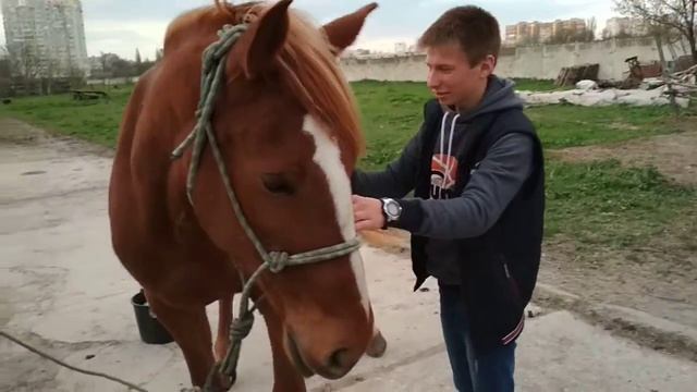 Чистим лошадь