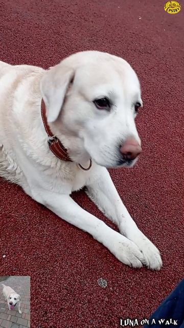 Luna on a walk