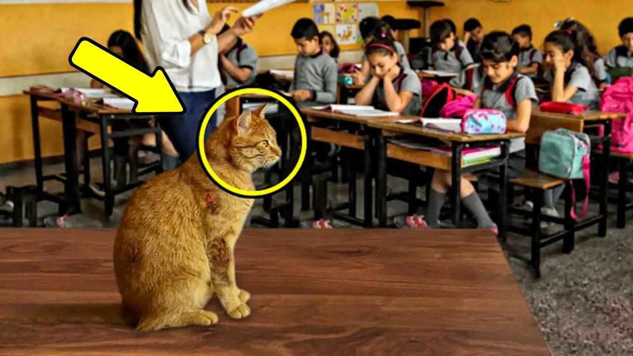 Бродячая кошка каждый день приходила на урок математики, а потом случилось немыслимое!