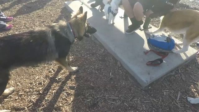 Husky Drama Over Female, Rottweiler Mounts Husky,  German Shepherd Skateboard!!