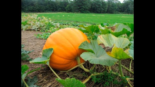 Як росте гарбуз? 🎃🎃🎃