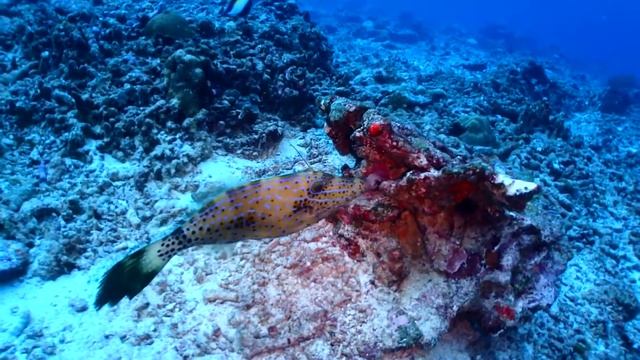 SCUBA Diving Andaman 2016