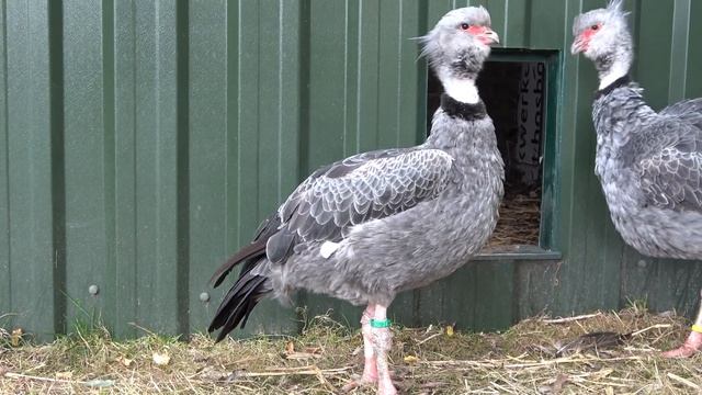 Southern Screamer
