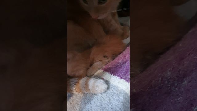 РЫЖИЕ КОТЯТА