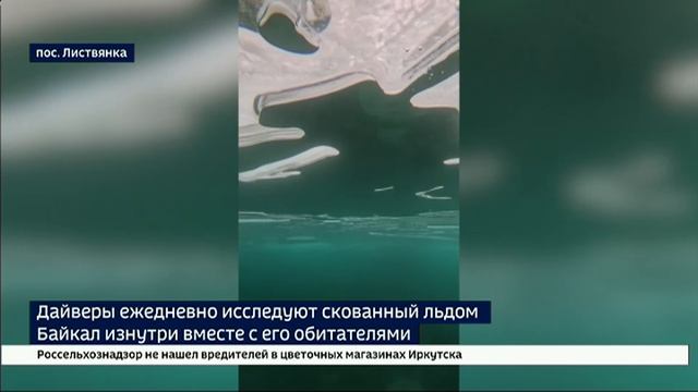 Байкальские дайверы ежедневно исследуют скованное льдом озеро изнутри вместе с его обитателями