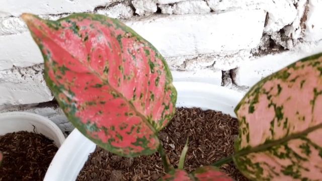 Perbedaan Aglonema dut anjamani dengan Red anjamani ( Red Anja v/s Dut Anja )
