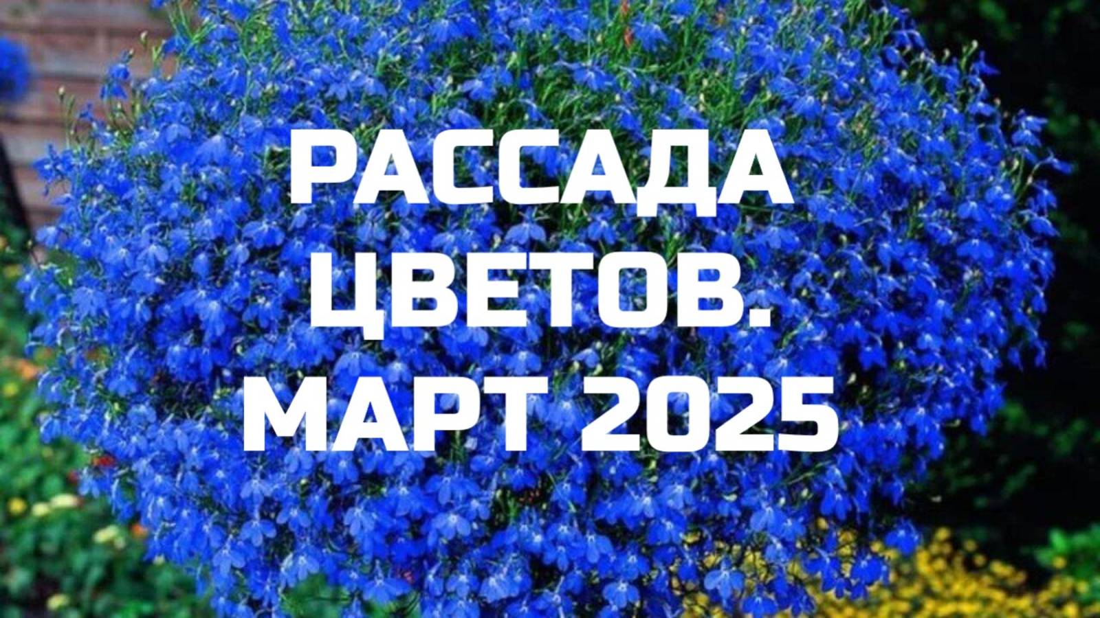 РАССАДА ЦВЕТОВ. МАРТ 2025 г.