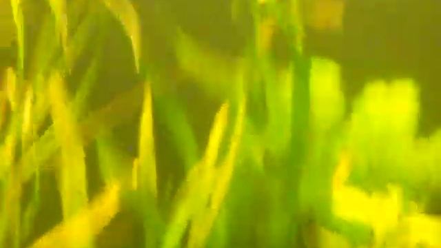 fish video 21 90 gal update!