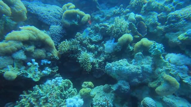 Scuba Diving - Mar Rojo - Aqaba (2)