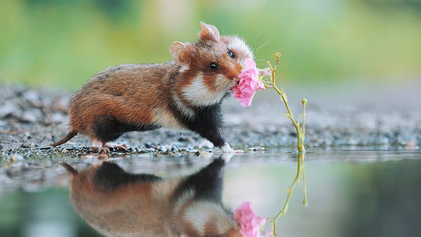 Урок 20.Дикий хомяк или по- научному хомяк обыкновенный😀 🐹🐹🐹