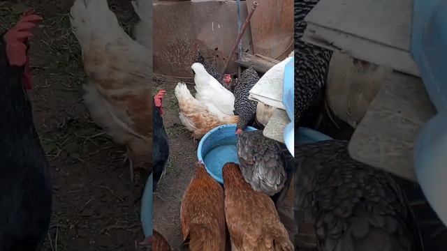 Продолжают отдыхать у старших отпуск. Можно ехать на море яиц нет.