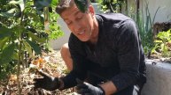 7 TIPS FOR SUCCESSFUL TREE PLANTINGS BY CHARLES J. MALKI OF IV ORGANIC 3-IN-1 PLANT GUARD