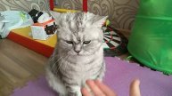 ребят Это мой кот Зовут Каспер он должен высохнуть за полчаса а прошло 2 часа он не высох😿😿😿